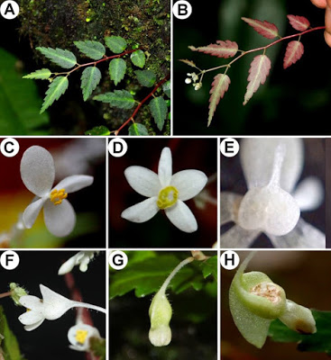 B. namkadingensis